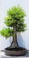 Dawn Redwood